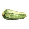 Zucchini watercolor illustration on white background