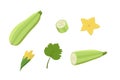 Zucchini whole and cut, zucchini flowers and leaf. Vector illustration of vegetables, a set of harvest courgette