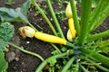 Zucchini Royalty Free Stock Photo