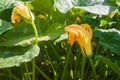 Zucchini yelow flowers, young green plant growing in the ground