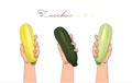 Zucchini. Zucchini in hand. A few zucchini. A vegetable in a human hand. Yellow, dark green, light green vegetables. Set. Royalty Free Stock Photo