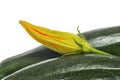 Zucchinis and zucchini flower Royalty Free Stock Photo