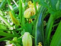 ZUCCINI on the GARDEN Royalty Free Stock Photo