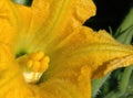 Zuchinni flower