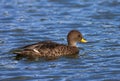 Zuid-Georgische Pijlstaart, South Georgia Pintail, Anas georgica