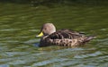 Zuid-Georgische Pijlstaart, South Georgia Pintail, Anas georgica