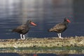 Zuidamerikaanse Zwarte Scholekster, Blackish Oystercatcher, Haem