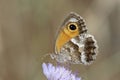 Zuidelijk oranje zandoogje, Southern Gatekeeper, Pyronia cecilia Royalty Free Stock Photo