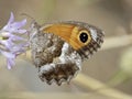 Zuidelijk oranje zandoogje, Southern Gatekeeper, Pyronia cecilia Royalty Free Stock Photo