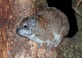 Zuidelijke boomklipdas, Southern tree hyrax, Dendrohyrax arboreus Royalty Free Stock Photo