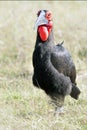 Zuidelijke Hoornraaf, Southern Ground-hornbill, Bucorvus leadbeateri Royalty Free Stock Photo