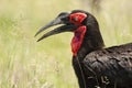 Zuidelijke Hoornraaf, Southern Ground-hornbill, Bucorvus leadbeateri Royalty Free Stock Photo