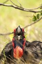 Zuidelijke Hoornraaf, Southern Ground-hornbill, Bucorvus leadbeateri Royalty Free Stock Photo