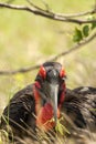 Zuidelijke Hoornraaf, Southern Ground-hornbill, Bucorvus leadbeateri