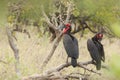 Zuidelijke Hoornraaf, Southern Ground-hornbill, Bucorvus leadbeateri Royalty Free Stock Photo