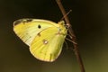 Zuidelijke luzernevlinder, Berger's Clouded Yellow Royalty Free Stock Photo