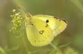 Zuidelijke luzernevlinder, Berger's Clouded Yellow Royalty Free Stock Photo