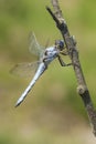 Zuidelijke oeverlibel, Southern Skimmer, Orthetrum brunneum