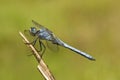 Zuidelijke oeverlibel, Southern Skimmer, Orthetrum brunneum Royalty Free Stock Photo