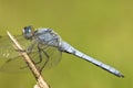 Zuidelijke oeverlibel, Southern Skimmer, Orthetrum brunneum Royalty Free Stock Photo