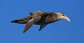 Zuidelijke Reuzenstormvogel, Southern Giant Petrel, Macronectes Royalty Free Stock Photo