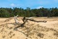 Hulshorsterzand, which is part of the nature reserve Leuvenumse Bos of Natuurmonumenten. Royalty Free Stock Photo