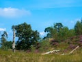 Zuiderbosch and Hulshorsterzand are part of the Veluwe, one of the largest natural areas in the Netherlands.  Blossoming heather Royalty Free Stock Photo