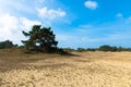 Hulshorsterzand, which is part of the nature reserve Leuvenumse Bos of Natuurmonumenten. Royalty Free Stock Photo