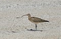 Zuidzeewulp, Bristle-thighed Curlew, Numenius tahitiensis