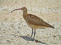 Zuidzeewulp, Bristle-thighed Curlew, Numenius tahitiensis