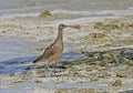 Zuidzeewulp, Bristle-thighed Curlew, Numenius tahitiensis