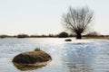 Zulawy meadow near Gdansk flooded by Vistula high water