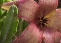 Zulu giant, Stapelia gigantea succulent plant blossom