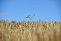 A combine harvester is used to harvest the winter barley