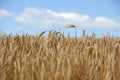 A combine harvester is used to harvest the winter barley