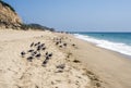 Zuma Beach with seagulls - Zuma Beach, Los Angeles, LA, California, CA
