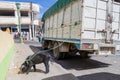 ZUMBAHUA, ECUADOR - JULY 4, 2015: Pig is attached to the truck at the traditional Saturday market in a remote village