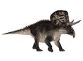 Zuniceratops Royalty Free Stock Photo