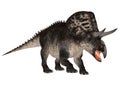 Zuniceratops Royalty Free Stock Photo