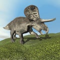 Zuniceratops dinosaur - 3D render Royalty Free Stock Photo