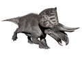 Zuniceratops dinosaur - 3d render Royalty Free Stock Photo