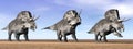 Zuniceratops dinosaurs in the desert - 3D render Royalty Free Stock Photo