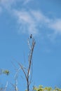 A Bee Hummingbird, smallest bird in the world 5-6 cm long, stands on a tree in Humboldt National Park, in Baracoa, Cuba Royalty Free Stock Photo