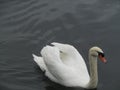 Zurich February. Raised wing swan 8059 Royalty Free Stock Photo