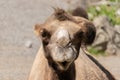 Wild Bactrian Camel or Camelus Ferus F. Bactriana at the zoo in Zurich in Switzerland