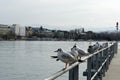 Group of seagulls in lateral view standing on metal railing on pier of Lake Zurich in Switzerland close up. Royalty Free Stock Photo