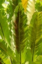 Birds nest Fern or Asplenium Australasicum plant in Zurich in Switzerland Royalty Free Stock Photo