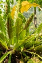 Birds nest Fern or Asplenium Australasicum plant in Zurich in Switzerland Royalty Free Stock Photo