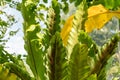 Birds nest Fern or Asplenium Australasicum plant in Zurich in Switzerland Royalty Free Stock Photo