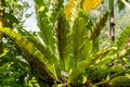 Birds nest Fern or Asplenium Australasicum plant in Zurich in Switzerland Royalty Free Stock Photo